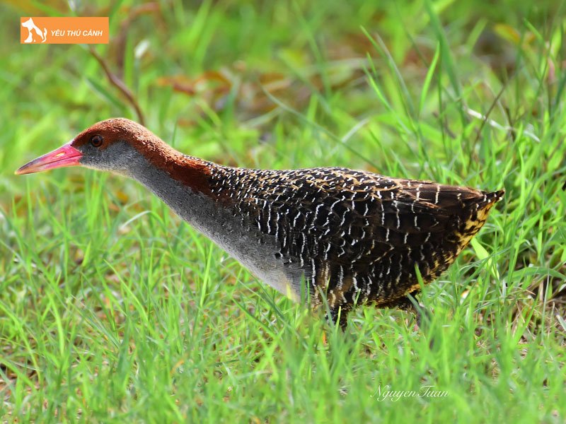 Cach-nuoi-chim-oc-cao-hieu-qua-1-thucanh