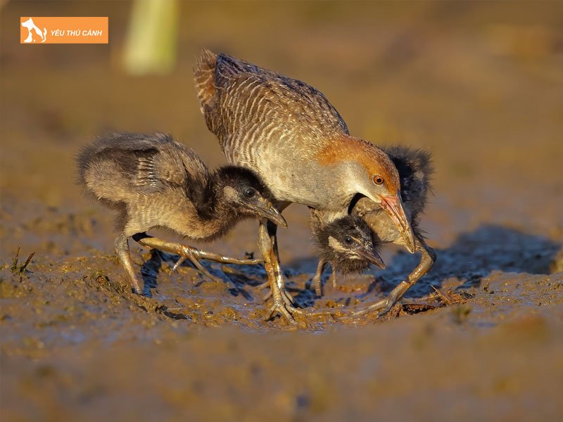Cach-nuoi-chim-oc-cao-hieu-qua-thucanh
