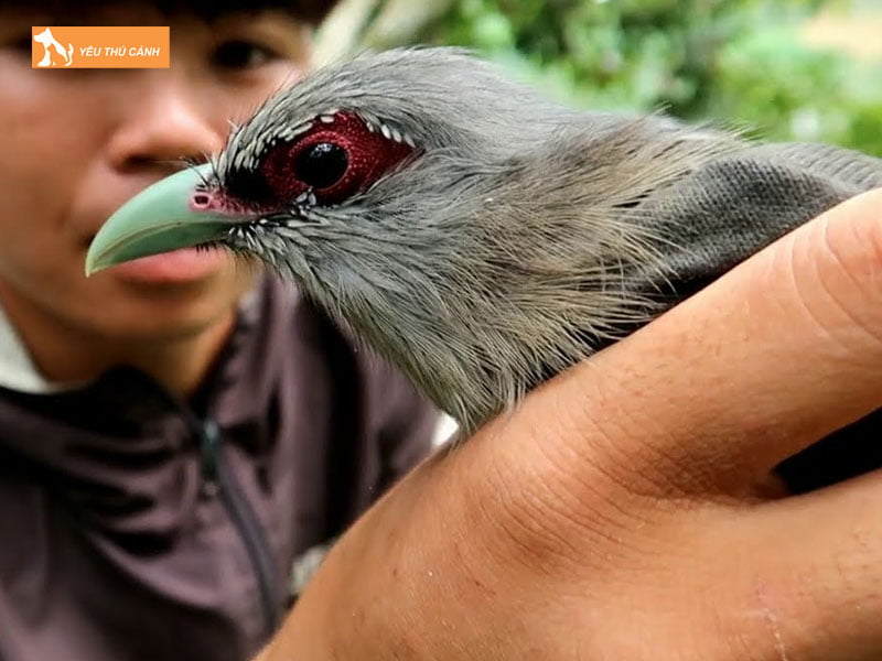 Cach-nuoi-chim-phuon-mat-quy-hieu-qua-thucanh