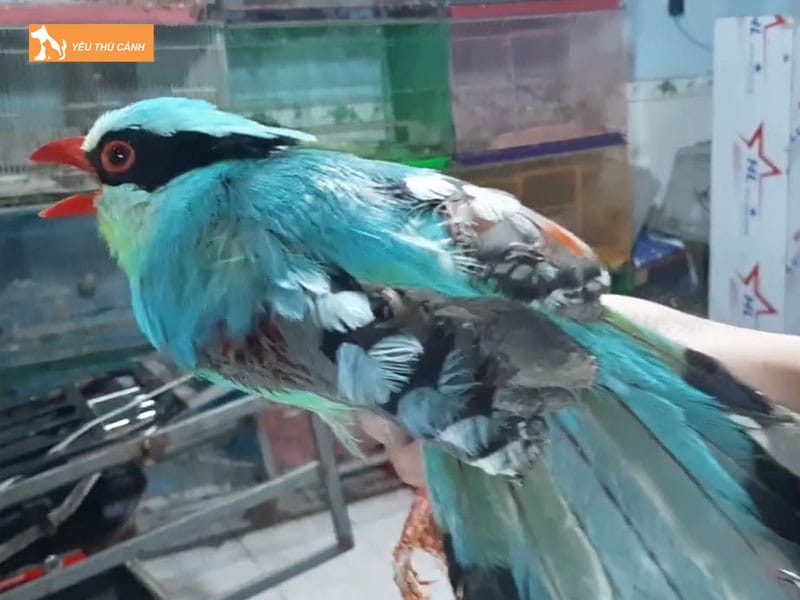 Cach-nuoi-chim-thanh-loan-dep-hot-hay-thucanh