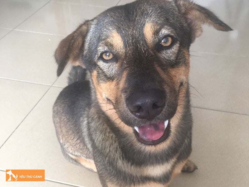 Cach-nuoi-cho-4-mat-khoe-manh-thong-minh-thucanh