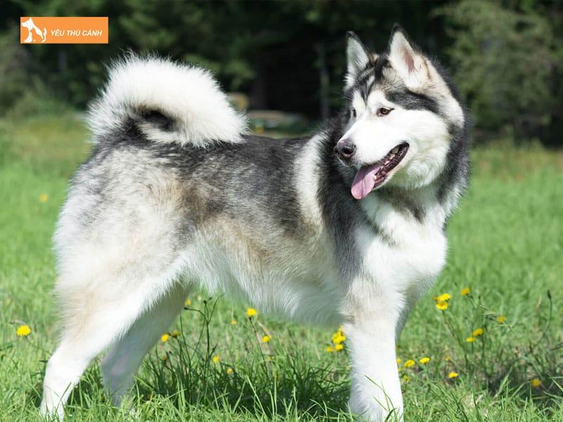 Cach-nuoi-cho-alaska-khoe-manh-1-thucanh