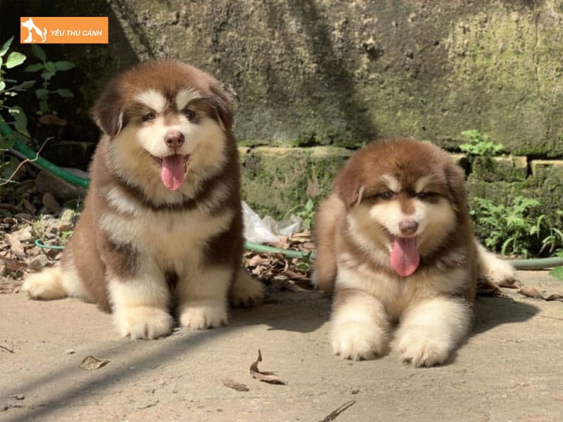 Cach-nuoi-cho-alaska-khoe-manh-thucanh