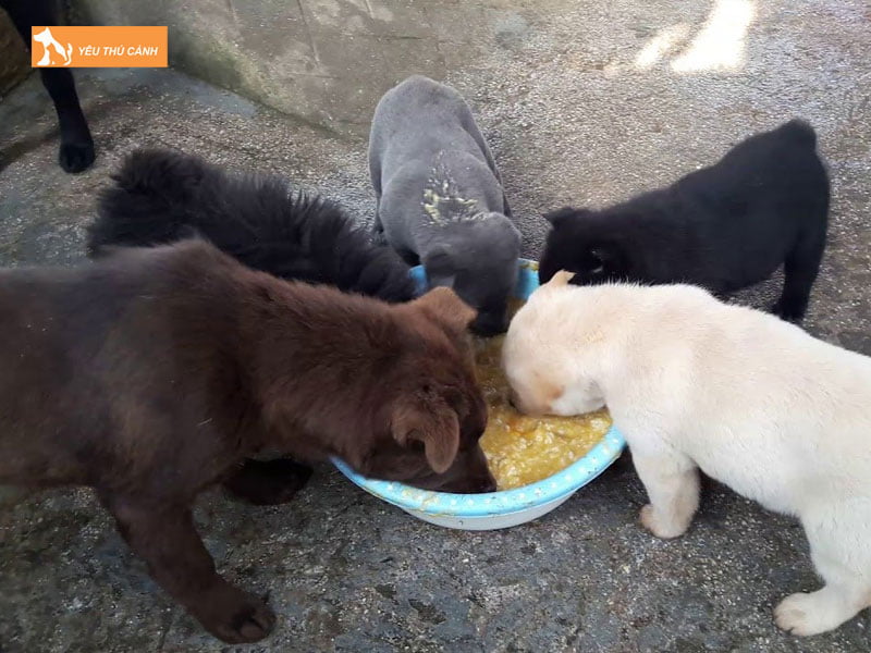 Cach-nuoi-cho-bac-ha-xu-1-thucanh