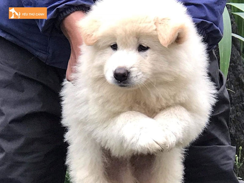 Cach-nuoi-cho-bac-ha-xu-thucanh