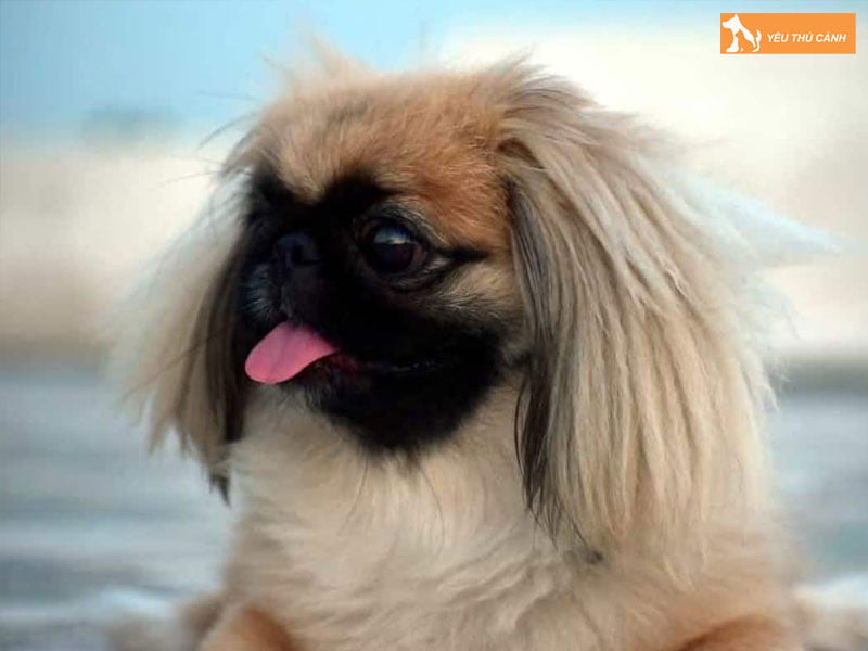 Cach-nuoi-cho-bac-kinh-1-thucanh