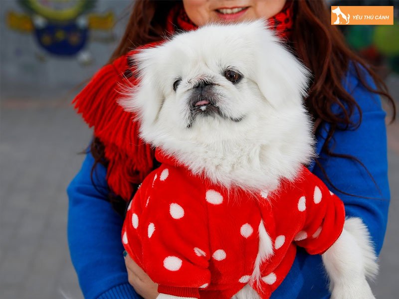 Cach-nuoi-cho-bac-kinh-2-thucanh