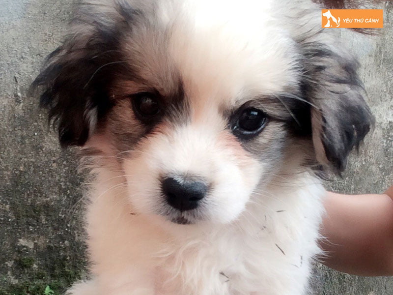 Cach-nuoi-cho-bac-kinh-lai-nhat-1-thucanh