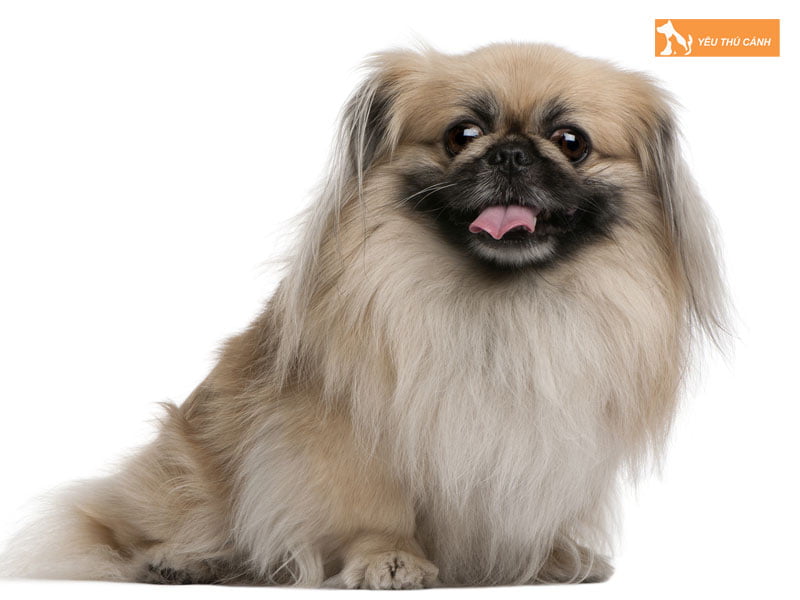 Cach-nuoi-cho-bac-kinh-lai-nhat-thucanh