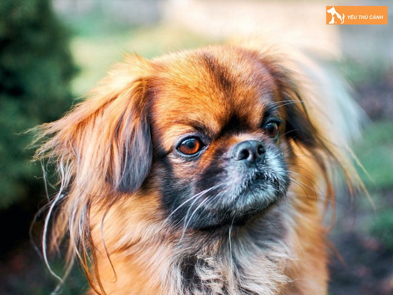 Cach-nuoi-cho-bac-kinh-thucanh