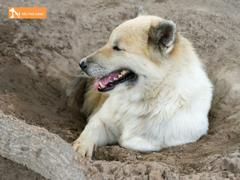 Cach-nuoi-cho-bangkaew-thai-nhu-the-nao-1-thucanh