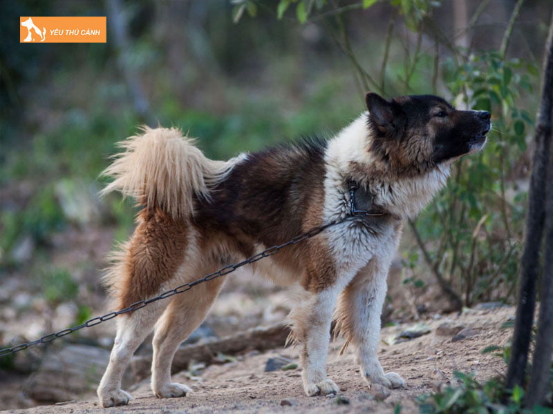 Cach-nuoi-cho-bangkaew-thai-nhu-the-nao-thucanh