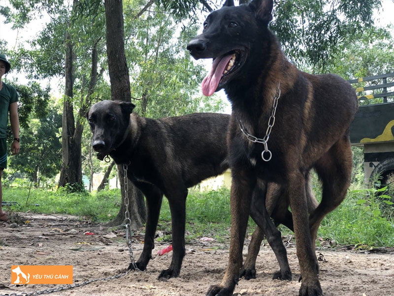 Cach-nuoi-cho-becgie-bi-1-thucanh