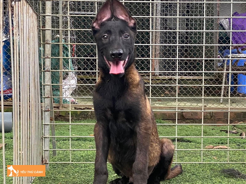 Cach-nuoi-cho-becgie-bi-thucanh