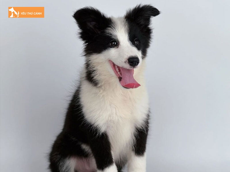 Cach-nuoi-cho-border-collie-1-thucanh