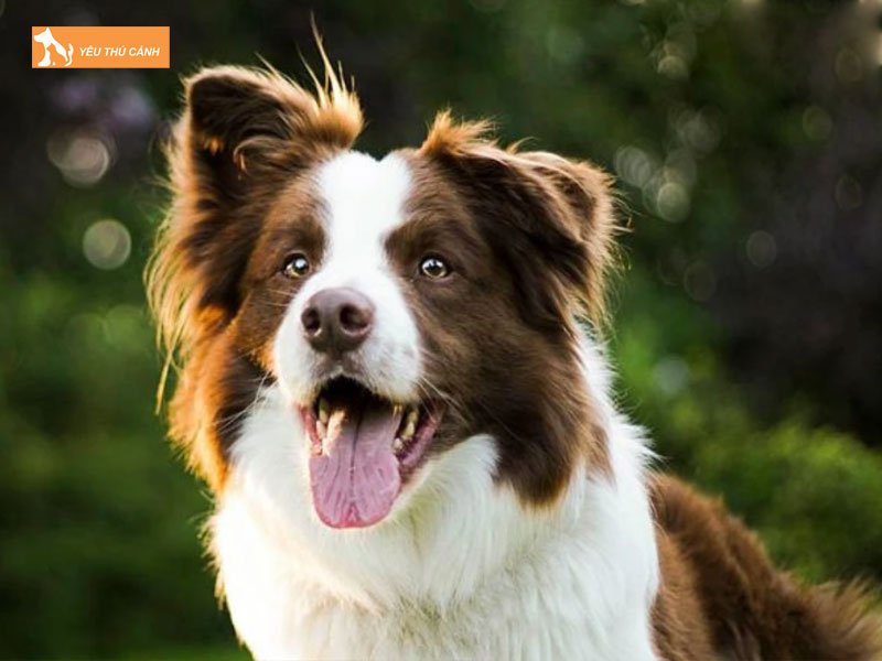 Cach-nuoi-cho-border-collie-2-thucanh