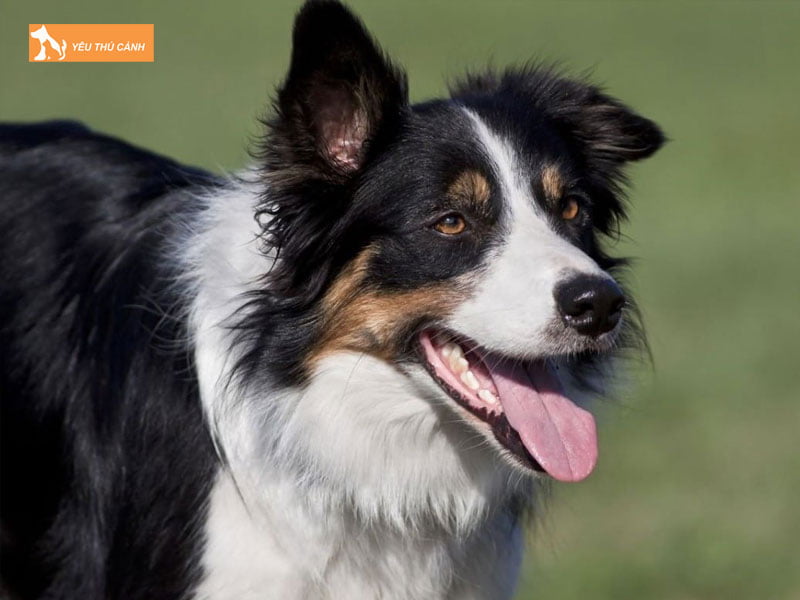 Cach-nuoi-cho-border-collie-thucanh