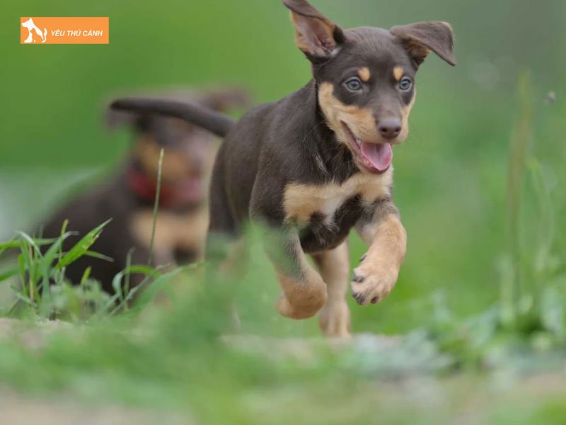 Cach-nuoi-cho-chan-cuu-kelpie-uc-1-thucanh