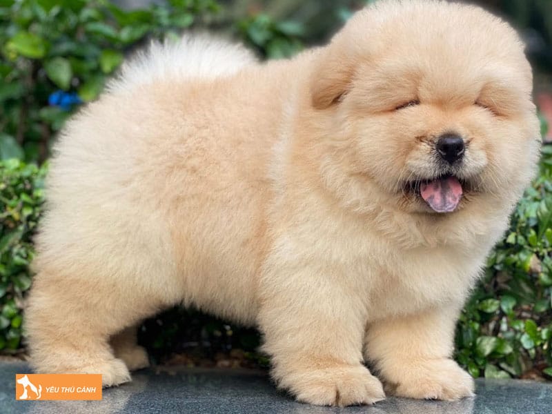 Cach-nuoi-cho-chow-chow-2-thucanh