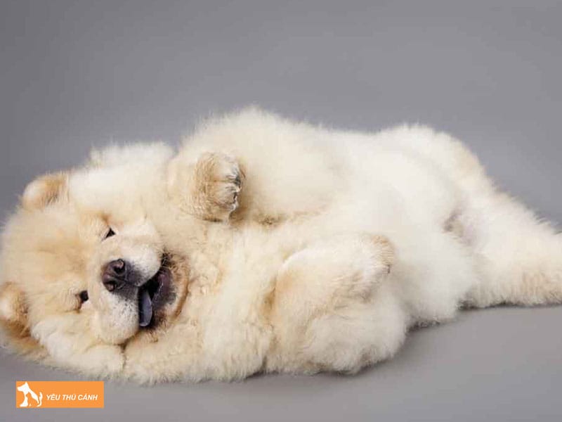 Cach-nuoi-cho-chow-chow-thucanh