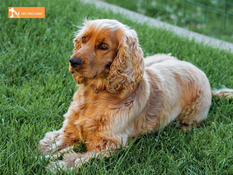 Cach-nuoi-cho-cocker-spaniel-khoe-dep-1-thucanh