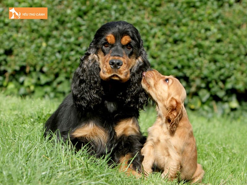 Cach-nuoi-cho-cocker-spaniel-khoe-dep-thucanh