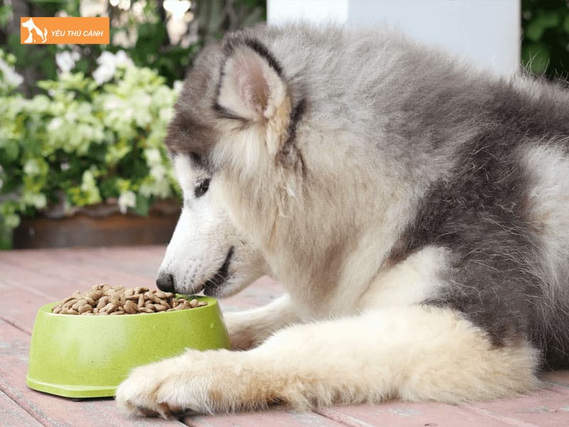 Cach-nuoi-cho-husky-1-thucanh