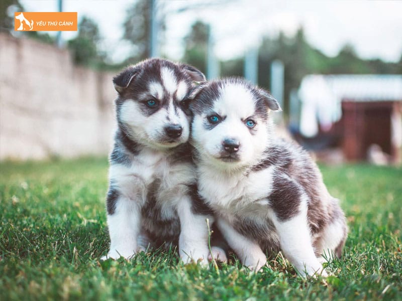 Cach-nuoi-cho-husky-2-thucanh