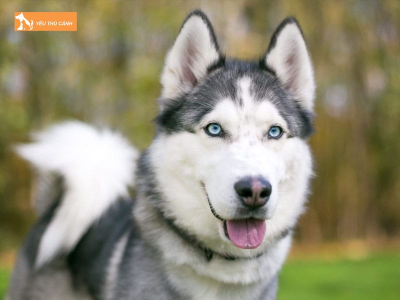 Cach-nuoi-cho-husky-thucanh