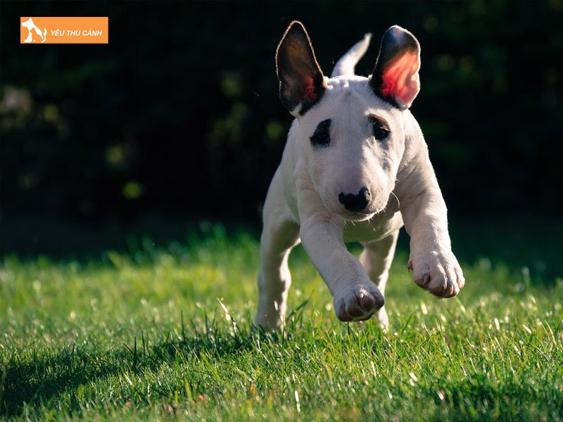 Cach-nuoi-cho-suc-bo-bull-terrier-1-thucanh