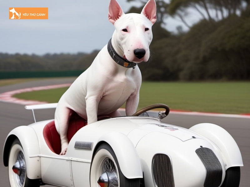 Cach-nuoi-cho-suc-bo-bull-terrier-2-thucanh