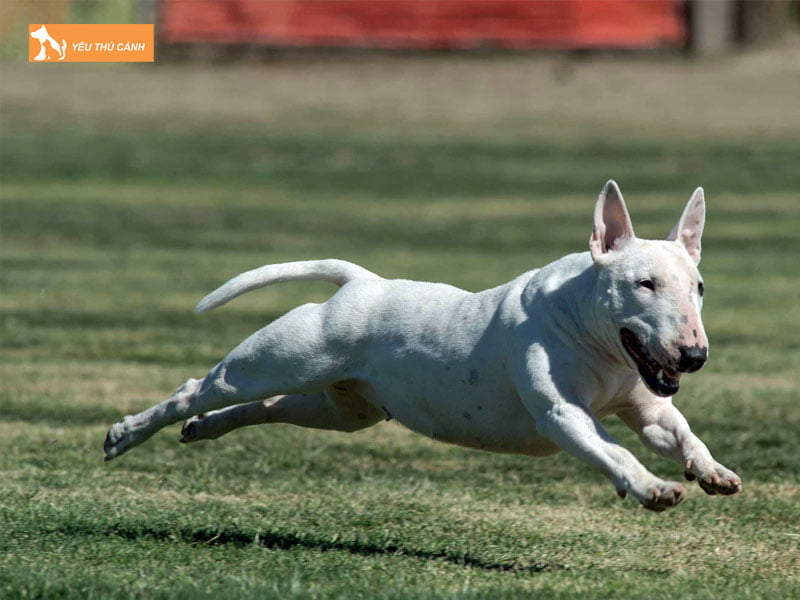 Cach-nuoi-cho-suc-bo-bull-terrier-thucanh