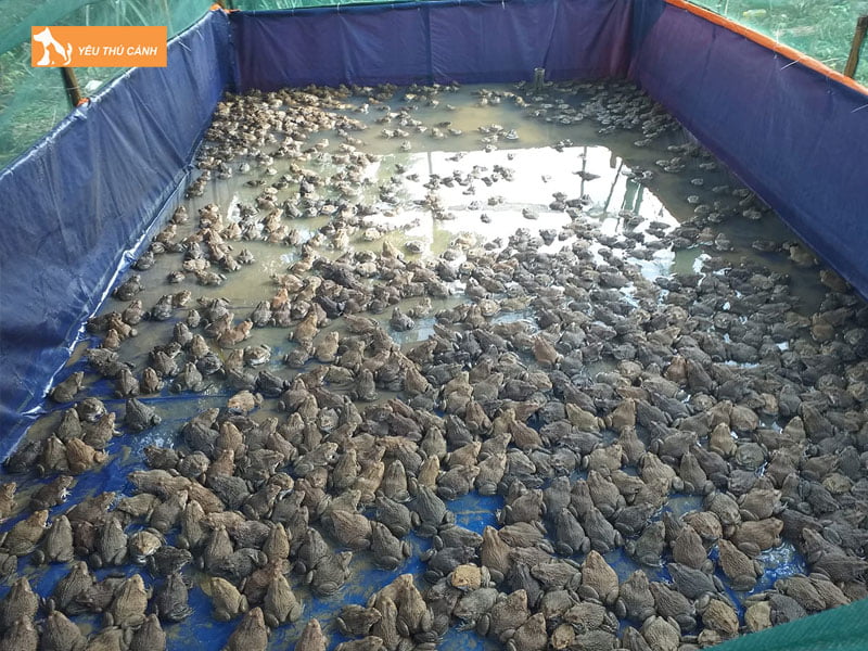 Cach-nuoi-ech-thuong-pham-nang-suat-cao-1-thucanh