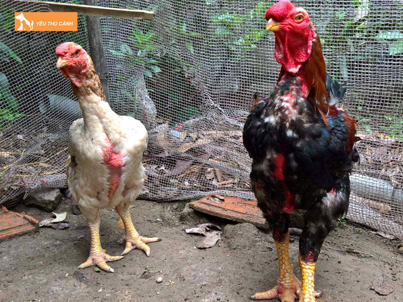 Cach-nuoi-ga-ho-hieu-qua-1-thucanh