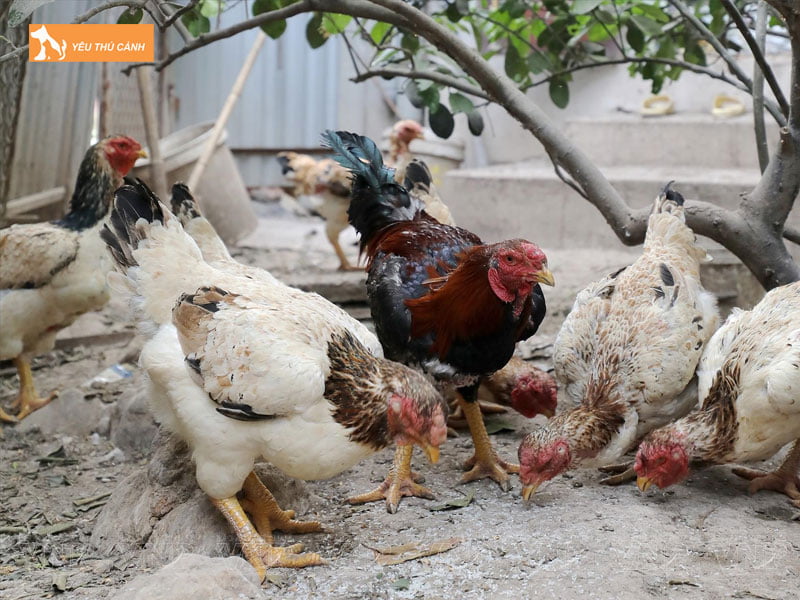 Cach-nuoi-ga-ho-hieu-qua-2-thucanh