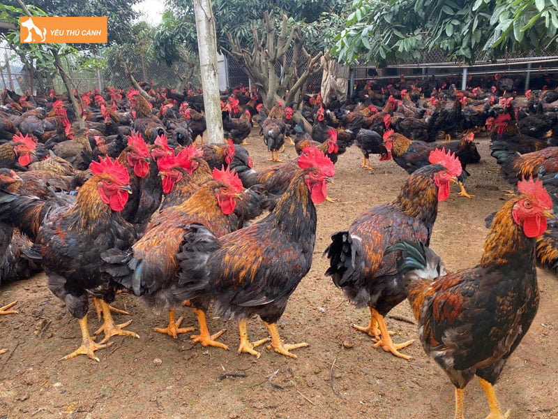 Cach-nuoi-ga-ho-hieu-qua-thucanh