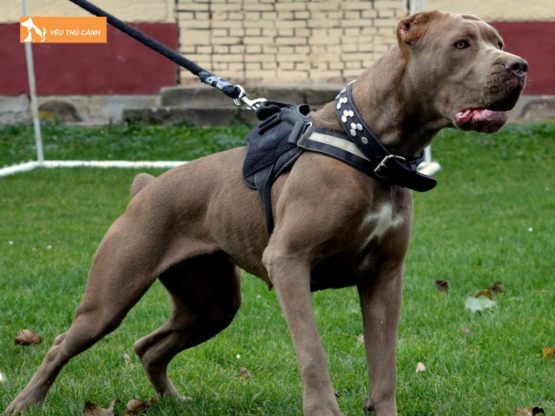 Cach-nuoi-va-cham-soc-cho-bandog-khoe-manh-1-thucanh