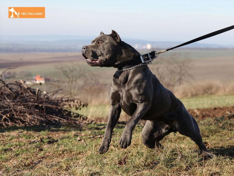 Cach-nuoi-va-cham-soc-cho-bandog-khoe-manh-2-thucanh