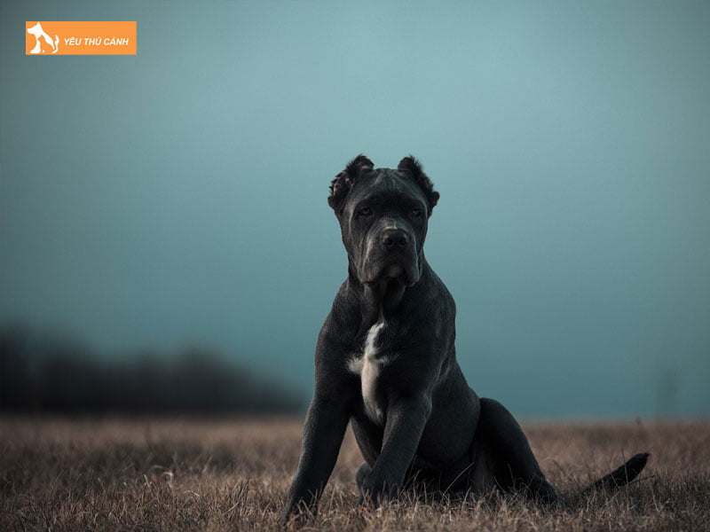 Cach-nuoi-va-cham-soc-cho-bandog-khoe-manh-thucanh