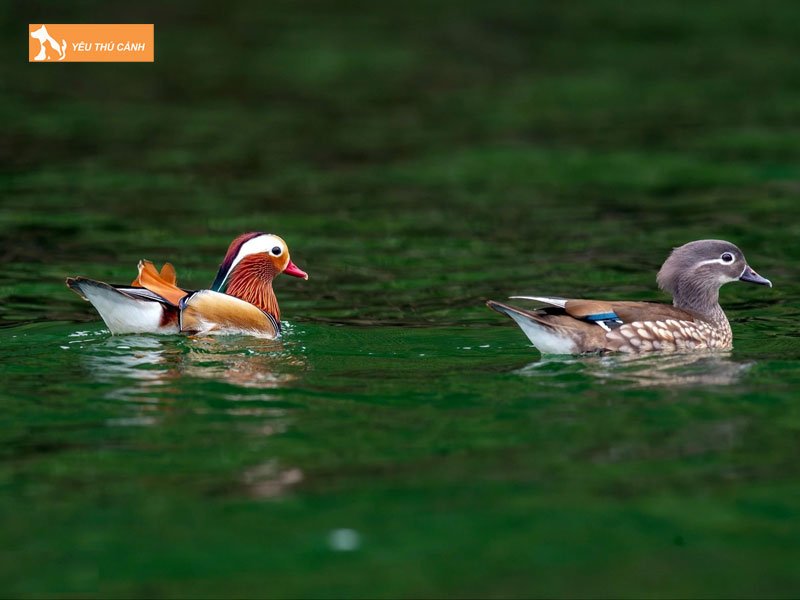 Cach-nuoi-vit-uyen-uong-khoe-dep-1-thucanh