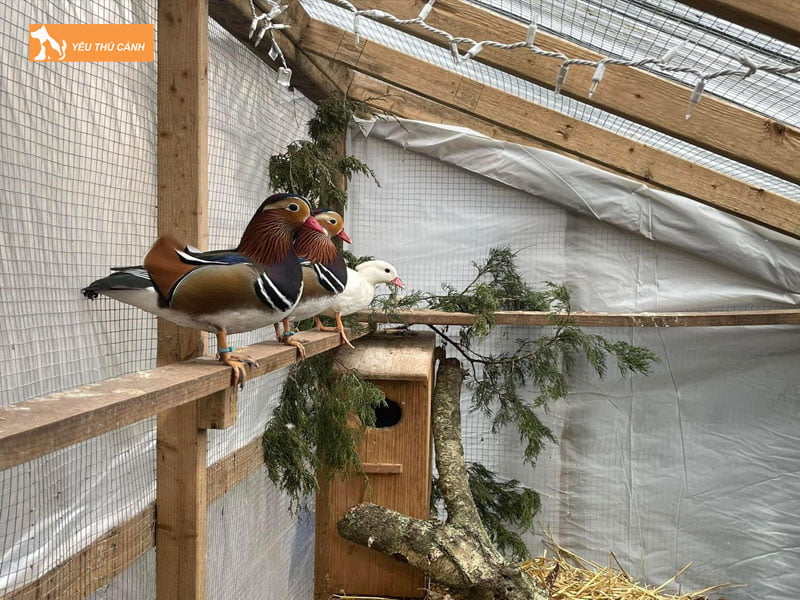 Cach-nuoi-vit-uyen-uong-khoe-dep-thucanh