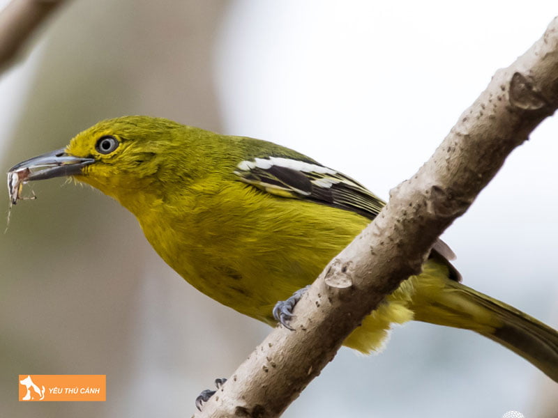 Chim-nghe-nguc-vang-la-chim-gi-thucanh