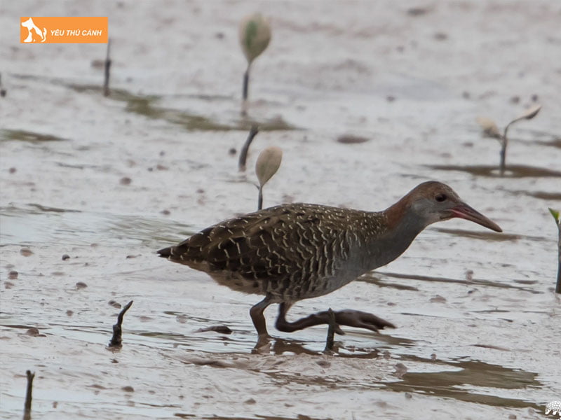 Chim-oc-cao-la-chim-gi-thucanh