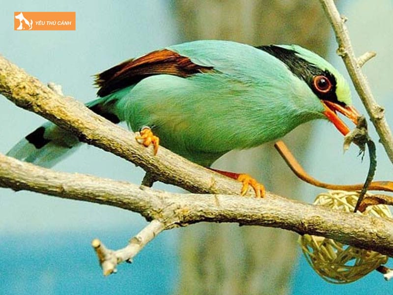 Chim-thanh-loan-la-chim-gi-thucanh