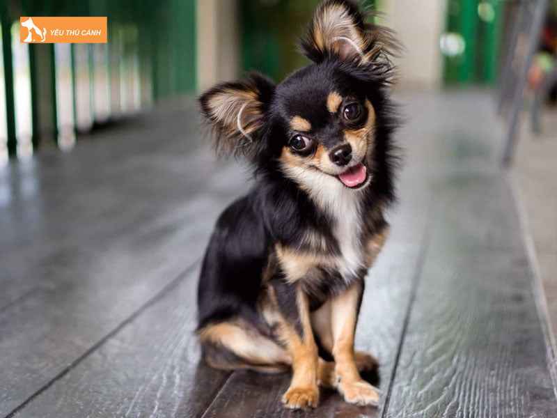 Cho-4-mat-la-giong-cho-gi-thucanh