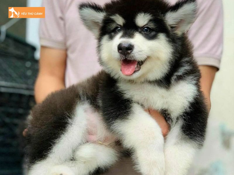 Cho-alaska-bao-nhieu-tien-thucanh