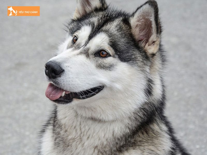 Cho-alaska-la-gi-thucanh