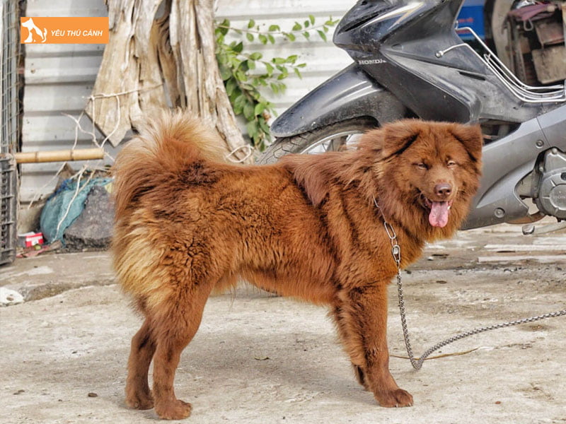 Cho-bac-ha-la-giong-cho-gi-thucanh