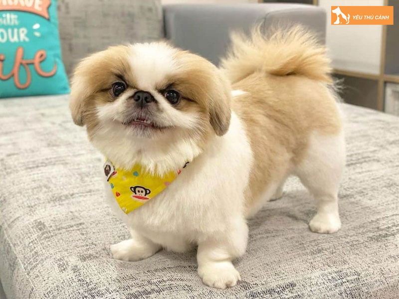 Cho-bac-kinh-la-gi-thucanh