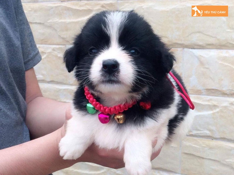 Cho-bac-kinh-lai-nhat-la-giong-cho-gi-thucanh